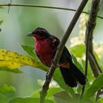Rhodinocichlidae фото