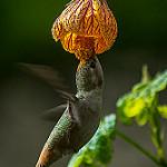 Oasis Hummingbird / Rhodopis vesper