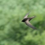 African Black Swift / Apus barbatus