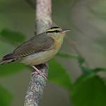 Worm-eating Warbler / Helmitheros vermivorum