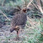 Swamp Francolin / Ortygornis gularis