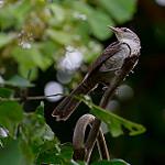 Thrush-like Wren / Campylorhynchus turdinus