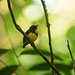 White-fronted Manakin / Lepidothrix serena