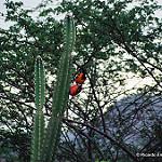 Campo Troupial / Icterus jamacaii