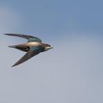 Колючехвост, колючехвостый стриж / Hirundapus caudacutus