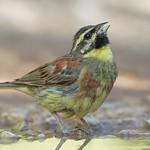 Огородная овсянка / Emberiza cirlus