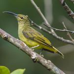 Thick-billed Spiderhunter / Arachnothera crassirostris