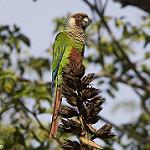 Grey-breasted Parakeet / Pyrrhura griseipectus