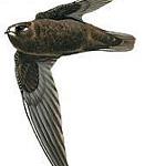 Пятнистолобый стриж / Cypseloides cherriei