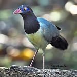 Coral-billed Ground Cuckoo / Carpococcyx renauldi