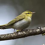 Пеночка-трещотка / Phylloscopus sibilatrix