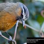 Banasura Laughingthrush / Montecincla jerdoni