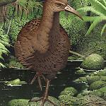 Diaphorapteryx hawkinsi