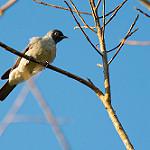 Black-faced Cotinga / Conioptilon mcilhennyi