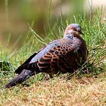 Oriental Turtle Dove / Streptopelia orientalis