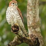 Mauritius Kestrel / Falco punctatus