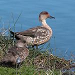 Crested Duck / Lophonetta specularioides