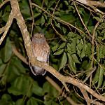 Ромблонская иглоногая сова / Ninox spilonotus