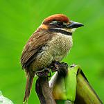 Буроголовая пуховка / Bucco macrodactylus