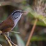 Munchique Wood Wren / Henicorhina negreti