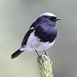 Blue-capped Redstart / Phoenicurus coeruleocephala