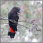 Glossy Black Cockatoo / Calyptorhynchus lathami