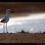 Рачьи ржанки / Dromadidae фото