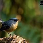 Slaty-blue Flycatcher / Ficedula tricolor
