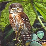 Pernambuco Pygmy Owl / Glaucidium mooreorum