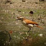 Band-tailed Hornero / Furnarius figulus