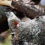 Пепельноголовый дятел / Dendropicos spodocephalus