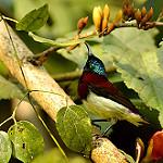 Crimson-backed Sunbird / Leptocoma minima