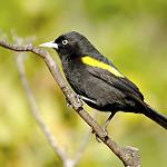 Желтокрылый кассик / Cacicus chrysopterus