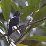 Fringe-backed Fire-eye / Pyriglena atra