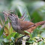 Cabanis's Wren / Cantorchilus modestus