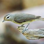 Славковый виреон / Vireo gilvus