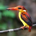 Rufous-backed Dwarf Kingfisher / Ceyx rufidorsa