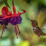 Scintillant Hummingbird / Selasphorus scintilla