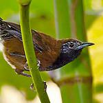 Black-throated Wren / Pheugopedius atrogularis