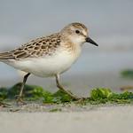 Малый песочник / Calidris pusilla