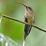 Большеклювый колибри-отшельник / Phaethornis malaris