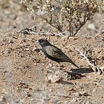 Черноухий жаворонок / Eremopterix australis