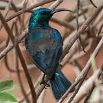 Malagasy Green Sunbird / Cinnyris notatus