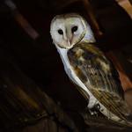 American Barn Owl / Tyto furcata