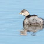 Hoary-headed Grebe / Poliocephalus poliocephalus
