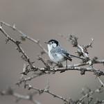 Polioptila maior