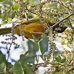 Желтоспинный ткач / Ploceus dichrocephalus