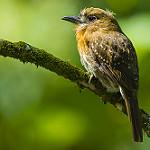 Усатая пуховка / Malacoptila mystacalis