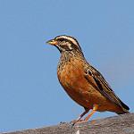 Каштановая овсянка / Emberiza tahapisi
