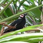 Coleto / Sarcops calvus